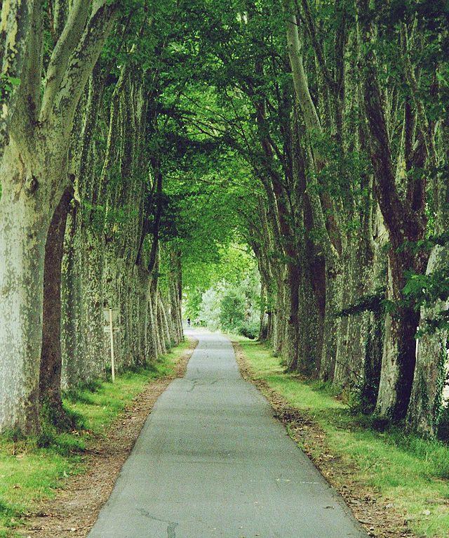 Image du canal du midi en juillet 2006, route bordée de platanes