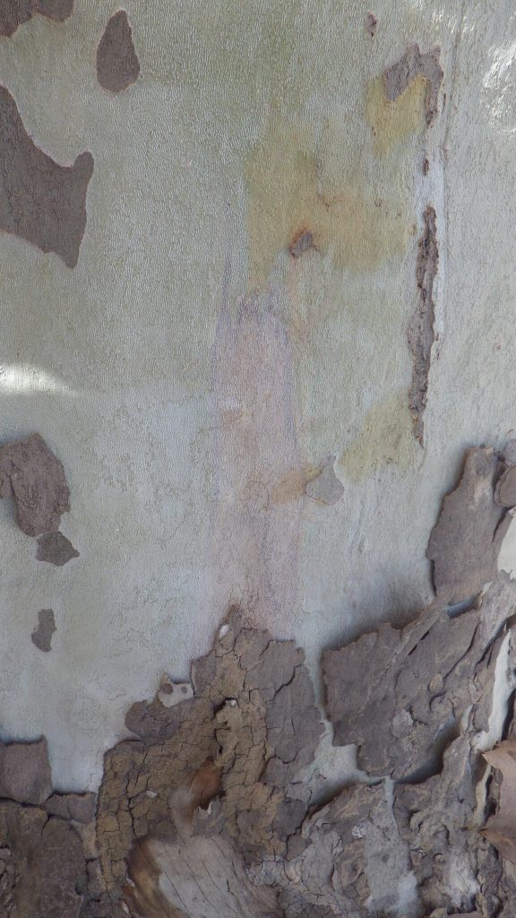 Zoom sur l'écorce d'un arbre platane