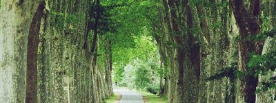 Image du canal du midi en juillet 2006, route bordée de platanes