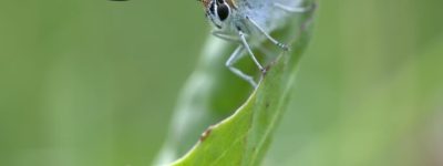 Vue rapprochée d'un papillon cuivre des marais