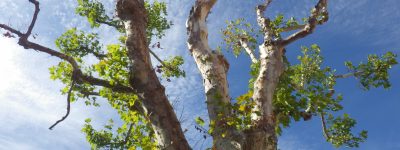 Arbre platane en bourgeonnement